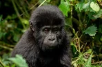 Эксклюзивный вебинар от Ratel Safaris для российских туроператоров
Эксклюзивный вебинар от Ratel Safaris для российских туроператоров