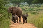Эксклюзивный вебинар от Ratel Safaris для российских туроператоров
Эксклюзивный вебинар от Ratel Safaris для российских туроператоров