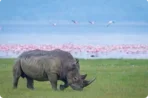 Гарантированные сафари-туры в самые красивые парки Кении
Гарантированные сафари-туры в самые красивые парки Кении