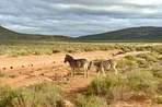 От Кейптауна до Йоханнесбурга. «Русский Экспресс» познакомил турагентов с ЮАР
От Кейптауна до Йоханнесбурга. «Русский Экспресс» познакомил турагентов с ЮАР