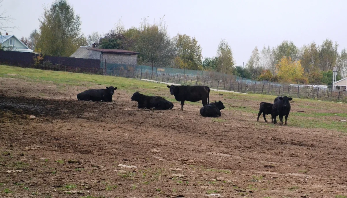Куда поехать с детьми в Подмосковье посмотреть животных и пожить на природе: экодеревни набирают популярность
Куда поехать с детьми в Подмосковье посмотреть животных и пожить на природе: экодеревни набирают популярность